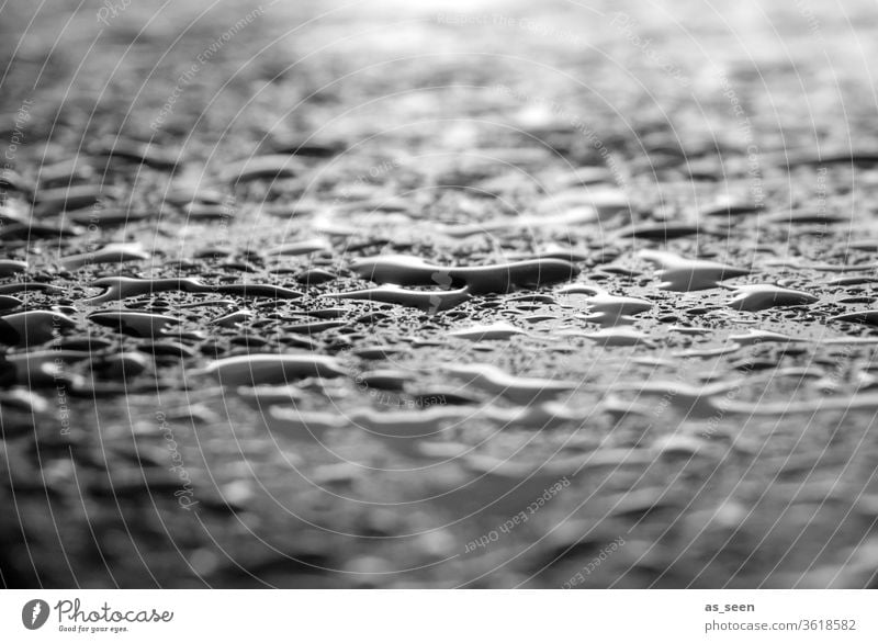 rain Rain Drop raindrops Water Wet Nature Drops of water Exterior shot Close-up Fresh Weather Macro (Extreme close-up) Detail Reflection Glittering Deserted
