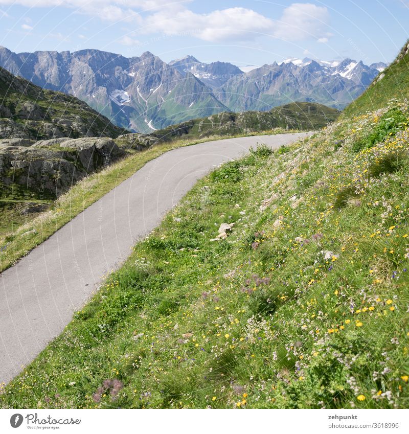 A narrow asphalt road leads over a flowering mountain meadow, in the background a mountain range Mountain meadow Alps Street Mountain range early summer