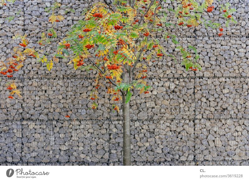 tree with orange berries in front of noise barrier Noise control soundproof wall noise protection stones Wall (building) Nature red berries Mountain ash
