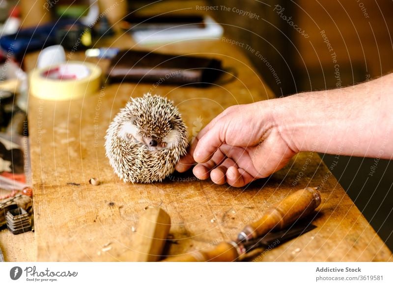 Crop man touching spiny hedgehog ball cute animal protect wooden table specie male caress tender gentle love workshop curl equipment professional timber guy