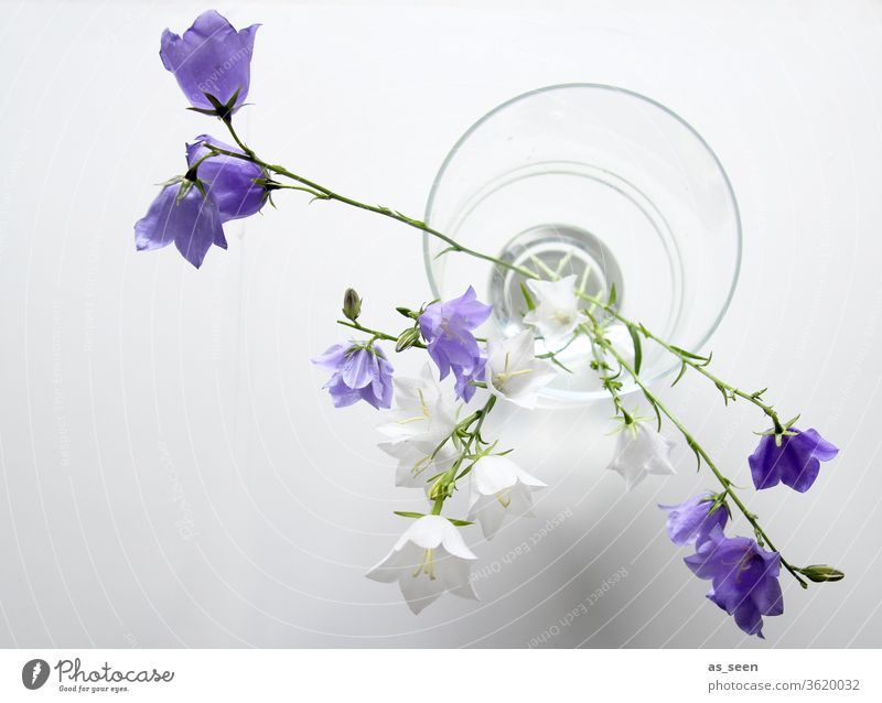 Bellflowers in vase bleed Light Shadow petals Nature spring Summer already Colour photo Blossoming Deserted Blossom leave Esthetic natural Delicate