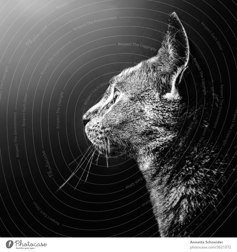 Cat Portrait Animal portrait Neutral Background Interior shot Black & white photo Contentment Pet Elegant Esthetic