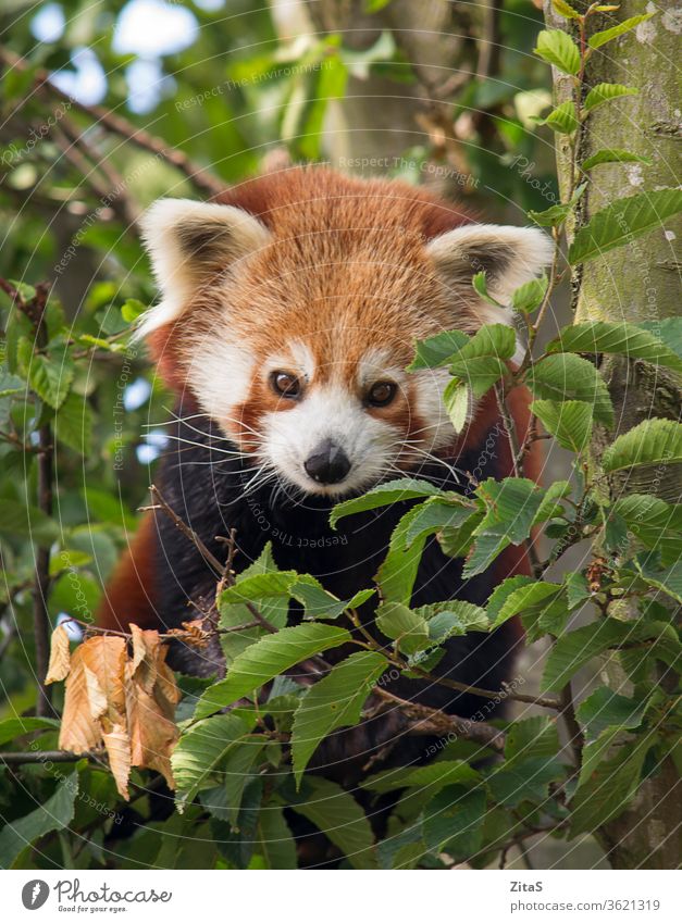 Red panda red mammal animal cute sitting tree branches leaves nature furry black portrait wild wildlife