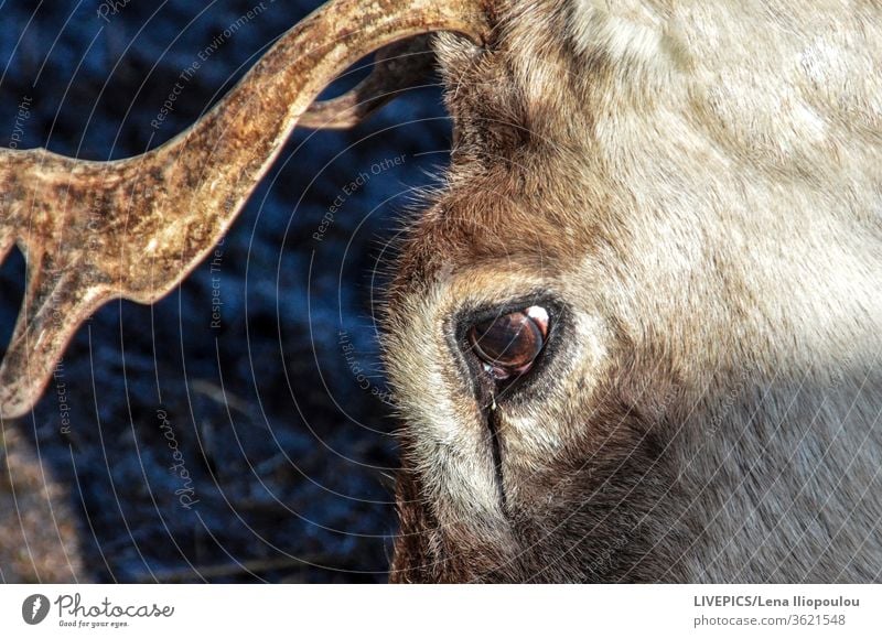 The eye of a deer in close up animal close-up copy space day daylight detail head horn nature side view wild