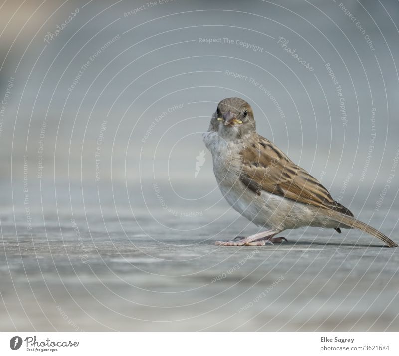Sparrow Young bird, sparrow fledglings Exterior shot birds Feather Animal portrait Deserted Beak