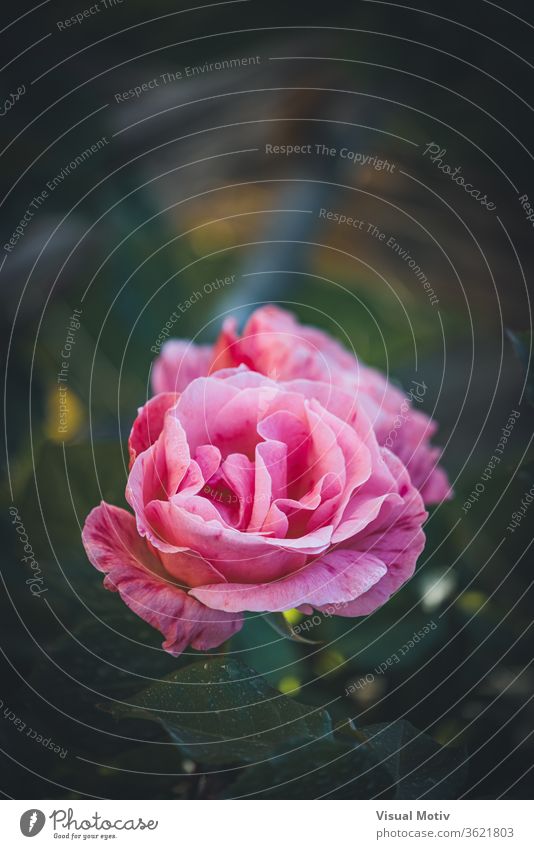Delicate pink striped rose cultivated in the gardens of an urban park delicate flower bloom growth petal leaf green fresh blossom flora nature botany spring