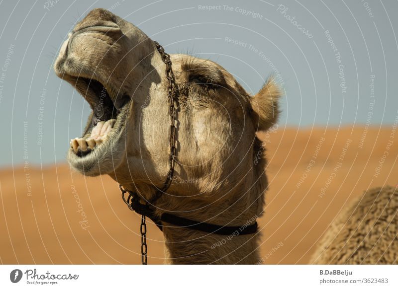 boring... ...yawning dromedary in the Omani desert. travel Desert Dromedary tired boringly Sand Camel Vacation & Travel Animal Exterior shot Nature Hot