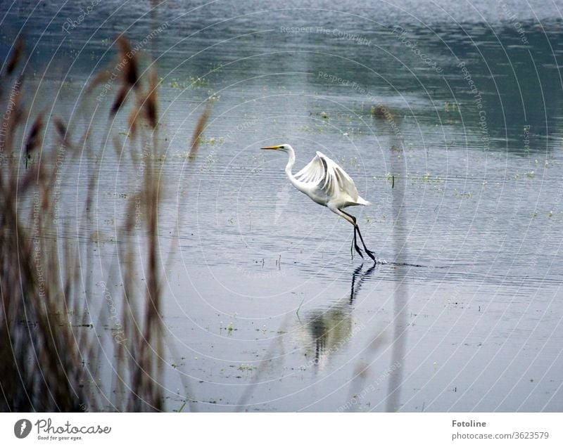 Dance on the lake - or a Great White Egret flying off to catch fish better. Heron Great egret birds Animal Nature Colour photo Exterior shot Deserted Day