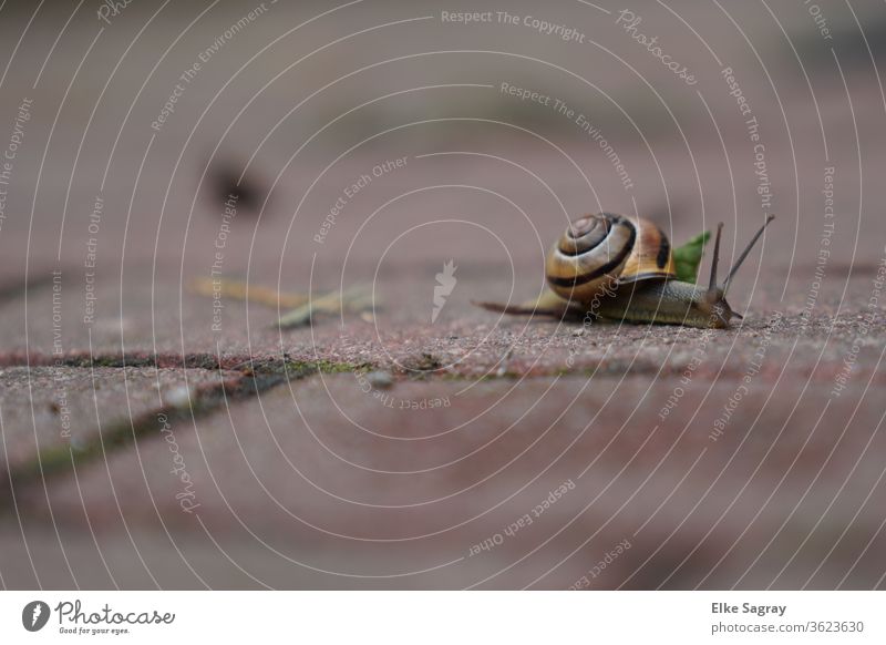 At a snail's pace.... Crumpet Snail shell Animal Colour photo Day Garden Exterior shot