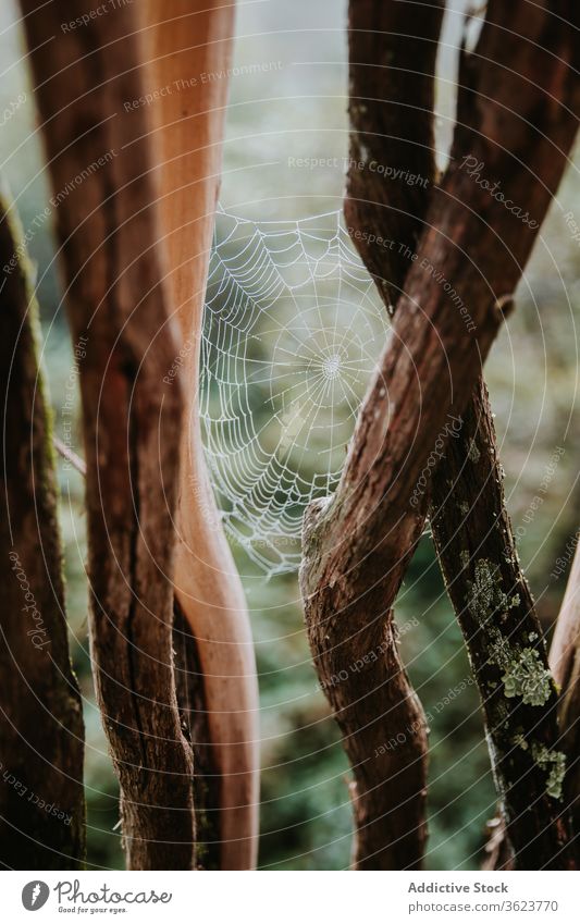Spider web in forest on overcast day spider tree pattern nature cloudy woods plant branch biscay spain environment flora trunk twig landscape growth botany