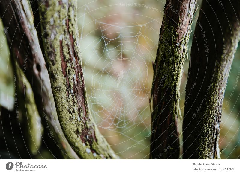Spider web in forest on overcast day spider tree pattern nature cloudy woods plant branch biscay spain environment flora trunk twig landscape growth botany