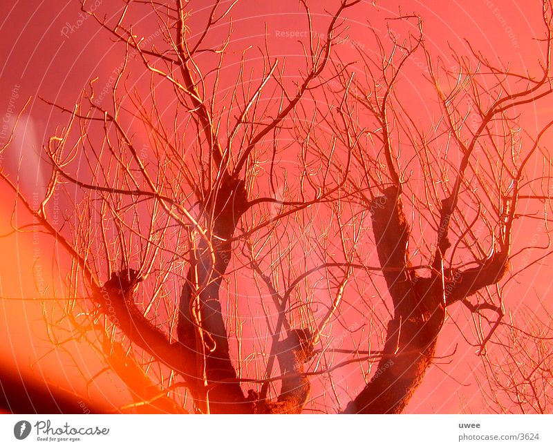 red nacked tree Tree Deciduous tree Leafless Red Photographic technology Orange