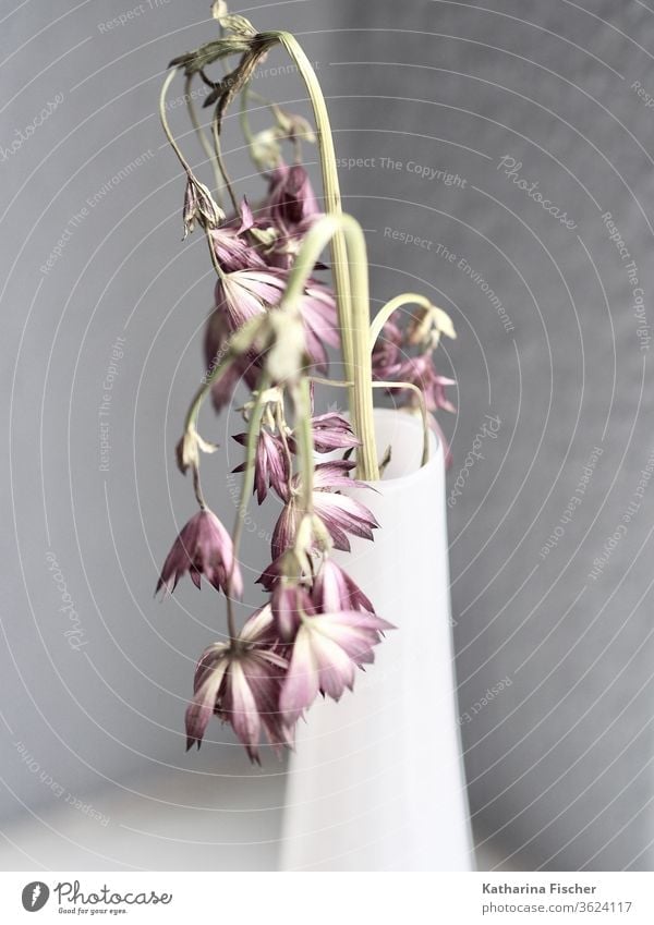 Time goes by, field flowers in white vase Nature Summer Interior shot Decoration Vase vase with flowers Simple Style stylisch grey White delayednet Purple