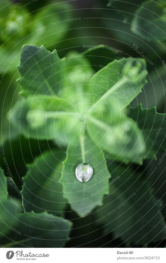 a single raindrop on a leaf flaked Plant raindrops Wet Water Fine detail Detail scarcity Drought Foliage plant green Nature Drop Drops of water Rain