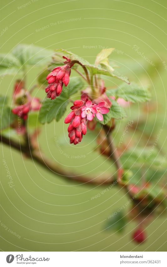 plume Summer Flower Bushes Leaf Blossom Foliage plant Wild plant Sleep Faded Green Pink Red Oversleep Beautiful Twig Colour photo Copy Space top