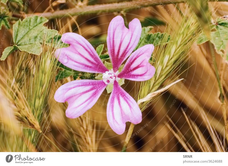 Flower among the Wheat anthesis bloom blooming blossom blossom out blossoming cereal grain ecosystem environment environmental flora floral florescence flourish
