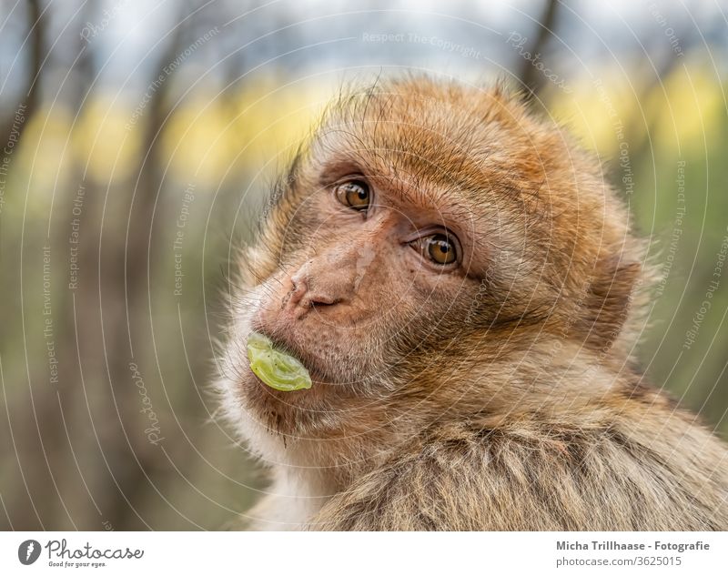 Dreamy view / Berber monkey Barbary ape Macaca sylvanus Monkeys Animal face Head Eyes Muzzle Nose Looking Pelt Wild animal look around eye contact macaque