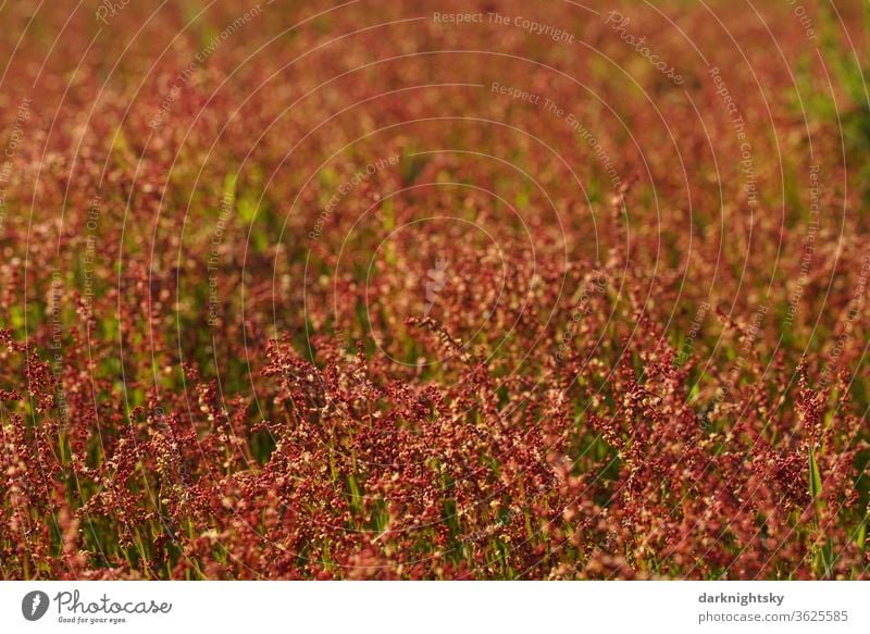 Little sorrel on a meadow, Rumex acetosella Meadow spring Growth Steppe country detail Field Landscape Environment rural Colour photo Plant Nature