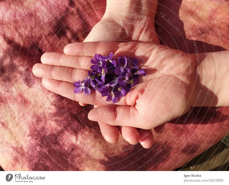 Close-up Of Woman Holding Purple Flowers Violet plants flower hands holding Fragile Vulnerable Delicate Plant Blossom