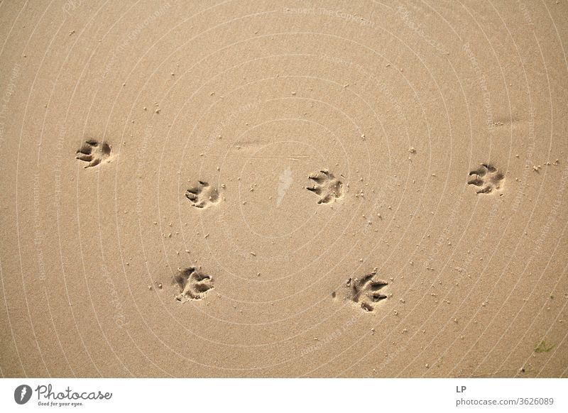animal footprints on a beach Animal foot Beach Contrast Opposite different Right Left Parallel Direction Regulation Control system Rule Way out way Strange