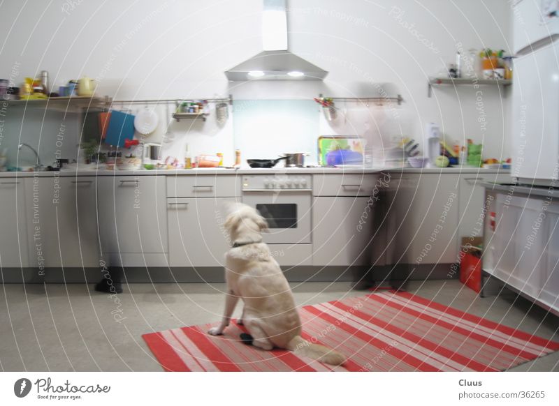 Fast kitchen Kitchen Dog Cooking Long exposure Speed Nutrition Human being