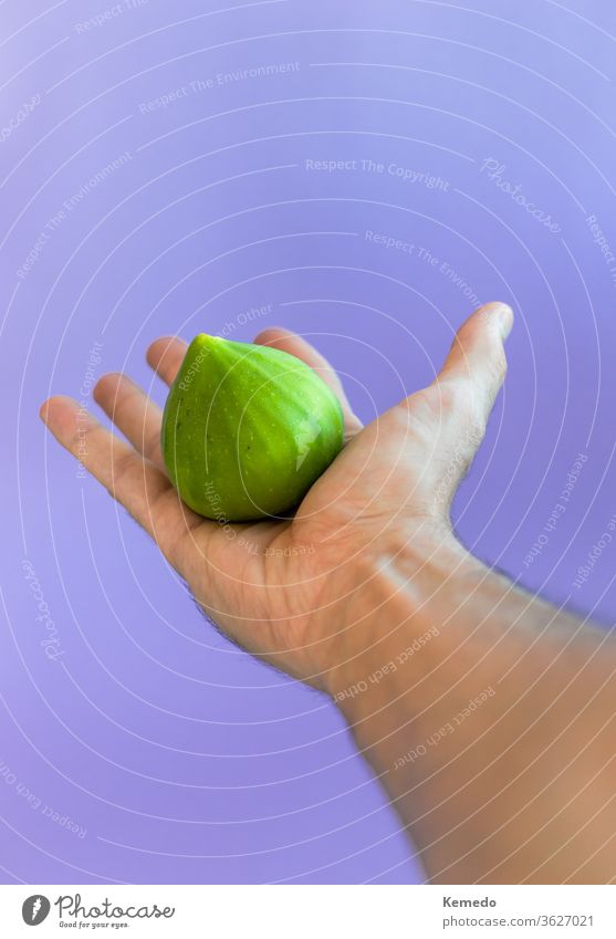 Hand holding green fresh fig isolated on purple background. copy space fruit hand colorful vibrant food person tasty mature ripe pop minimal big eco delicious