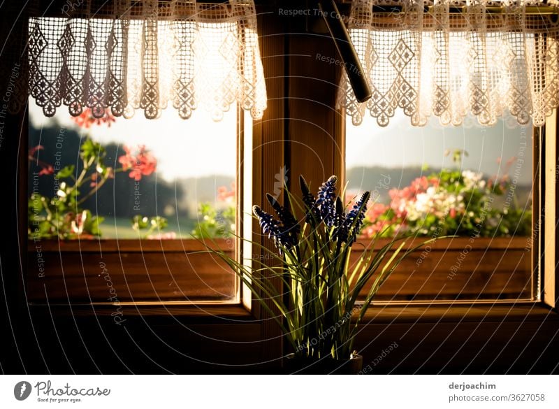 Window view in summer from inside to outside . From a Bavarian farmhouse a beautiful window with flowers and a charming little curtain. Architecture Facade