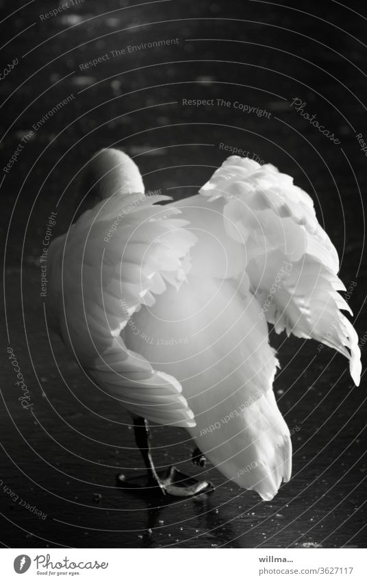 A white swan lifts its wings Swan pretty Beauty & Beauty Aesthetics Grand piano my dear swan Mute swan White plumage Braggart Swan Birds Elegant Pride Esthetic