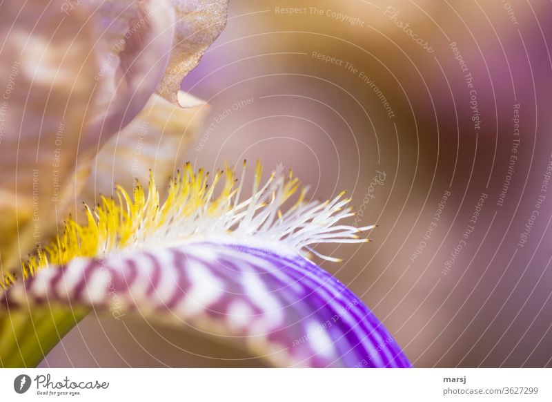 Hairy details of an iris flowers garden flower hairy hair bleed blood dusting insect food insect landing site Garden Plant Nature Shallow depth of field