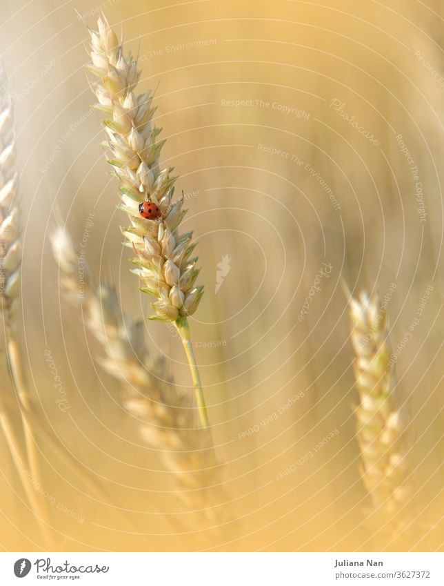 Beautiful Nature Background.Wheat Field.Ears of Golden Wheat Close up.Sunset Landscape.Rural Scenery under Shining Sunlight.Creative Artistic Wallpaper.Art Photography.Macro Photo.Red Ladybug.Art Design.Golden Color.Copy Space.