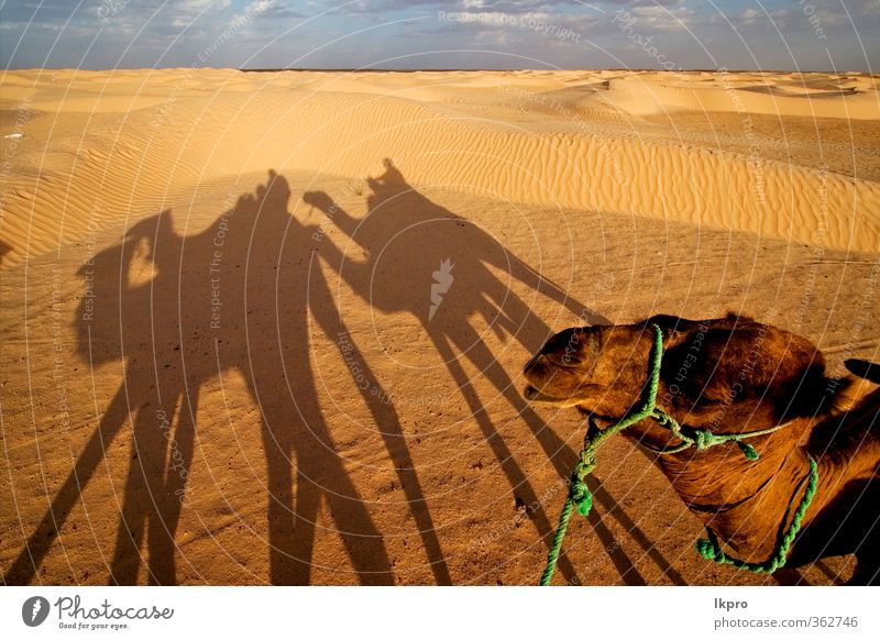 douze,tunisia,camel and people in the sahara's des Sand Clouds Paw Brown Yellow Gray Green Red Black White gold Tunisia Sahara desert Dune curved arcuated