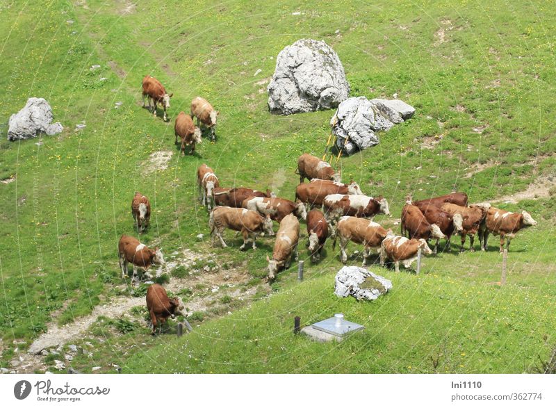 AST6 Inntal | Alpine pasture drive of the brown colored cows Environment Nature Landscape Plant Animal Spring Beautiful weather Grass Meadow Rock Alps Mountain