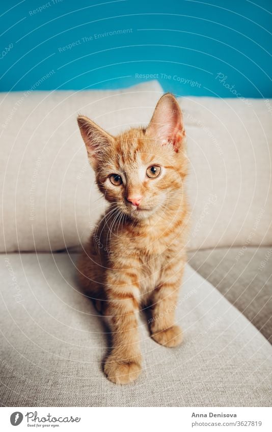Cute ginger kitten sits cute cat relax sofa living room pet baby manx tailless no tail bobtail home cozy comfort resting fluffy sleeping kitty adorable child