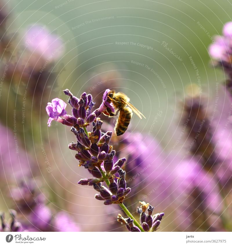 Bee at a lavender blossom Nature Lavender Plant Colour photo Exterior shot Summer bleed flowers Fragrance Blossoming Garden Deserted Close-up Diligent