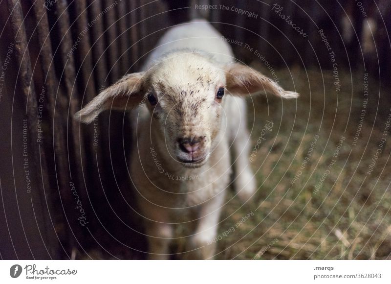 Kid in stable Kid (Goat) Goats Baby animal Farm animal Curiosity Cute Looking into the camera Animal portrait Barn Animal face goat Straw 1 White