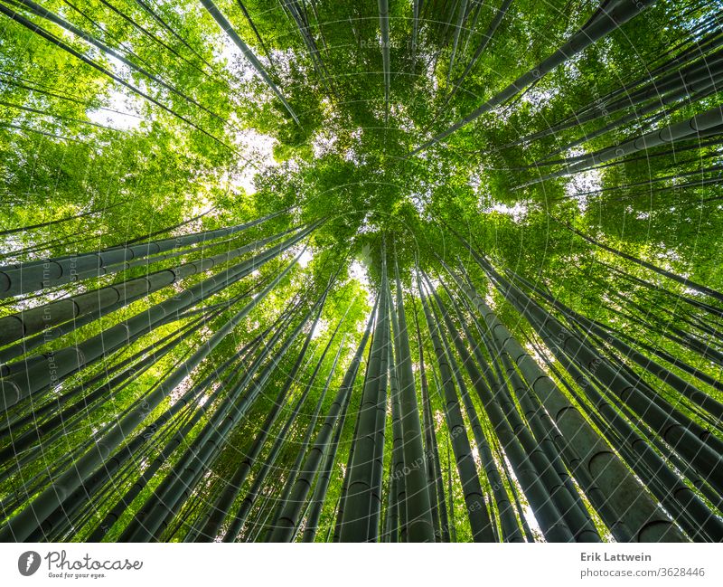 Bamboo Forest in Japan - a wonderful place for recreation Tokyo travel Asia Japanese landmark temple asakusa shrine tower architecture Shinto famous beautiful