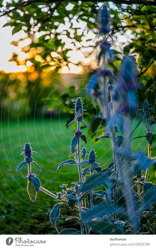 Sage bush in the garden at sunset medicinal plant come into bloom medicine Part of the plant plants Fresh flora Gardening flowers Romance Plant Flowering plant