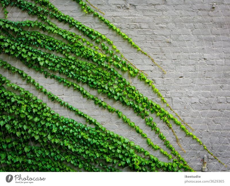 Ivy plant ivy wall background nature green brick texture climbing climber creeper old natural stone botany wallpaper design pattern decoration white leaf