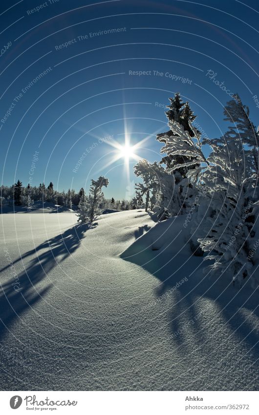 Star shaped sun in a backlight shot in pristine white winter landscape against a bright blue sky illuminates white shadow casting trees Landscape Elements Sky