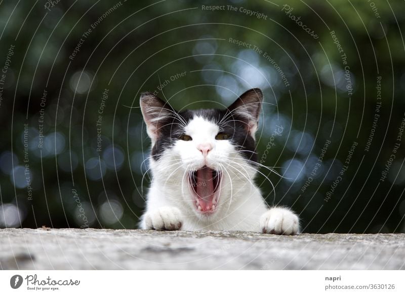 Complain! | Portrait of a cat meowing loudly. Cat Meow open one's mouth Muzzle Vociferous expressive protest Snout Cute grievance Communication announcement