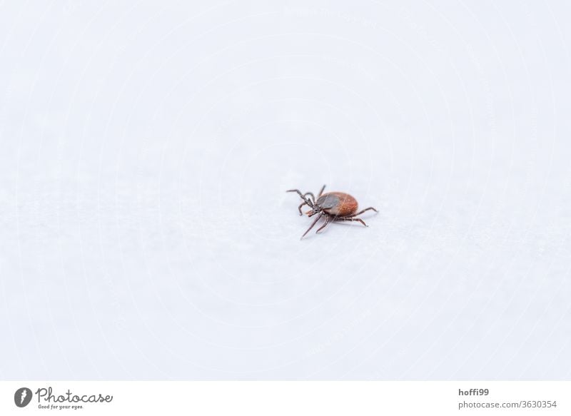 the tick comes... Deer tick Insect Pine claw carrier Mites parasitic arachnids Tick Threat Disgust Summer Dangerous Illness Animal Animal portrait Small