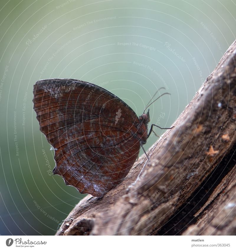 SittingBleiber Animal Butterfly 1 Wood Brown Green rest Branch Colour photo Subdued colour Deserted Day
