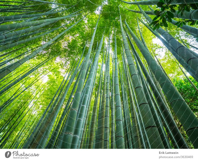 Tall Bamboo trees in an Japanese Forest Tokyo travel Asia landmark temple asakusa shrine tower architecture Shinto famous beautiful religion sky culture Asian