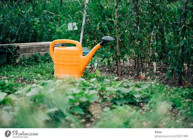 An orange watering can between green plants in the garden Watering can Garden do gardening Garden Bed (Horticulture) Gardening Nature Vegetable bed