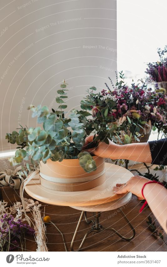Florist creating composition with succulents floristry woman compose arrange plant pot work decor decorative female professional ceramic occupation flora flower
