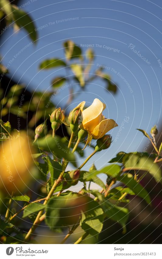 A yellow rose with buds on a shrub in front of a blue sky, summer pink Yellow Summer Blue sky Close-up flowers bleed Plant Nature Colour photo Exterior shot
