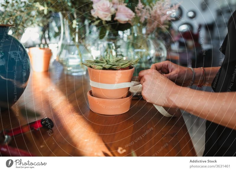 Florist arranging ribbon on pot with succulent plant florist shop arrange work woman floristry hand store retail female occupation job service owner fresh green