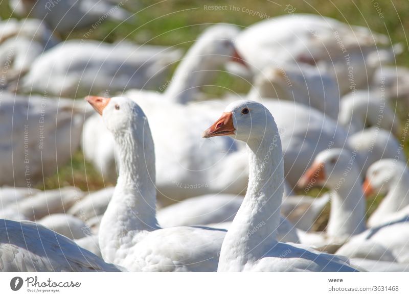 A flock of white geese in the meadow Christmas dinner Christmas goose Martin goose animal animal husbandry beef goose bird chicken cook cook vegetarian cooking