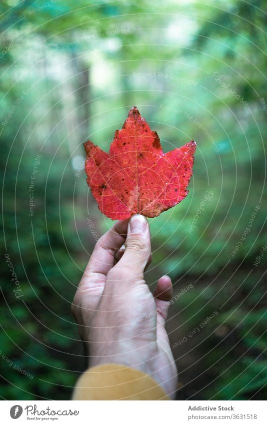 Anonymous male traveler in forest with red leaf man hike nature tree autumn algonquin provincial park canada ontario plant hand foliage environment adventure