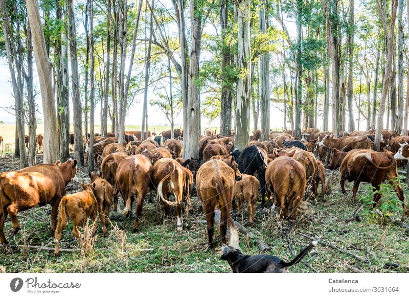 Interspaces | well filled with cattle Keeping of animals Brown daylight Green Blue Environment eucalyptus Dog Animal Summer Landscape Nature Plant Grass